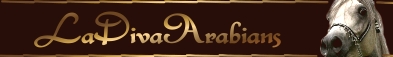 La Diva Arabians