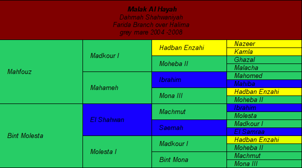 Pedigree: Malak Al Hayah