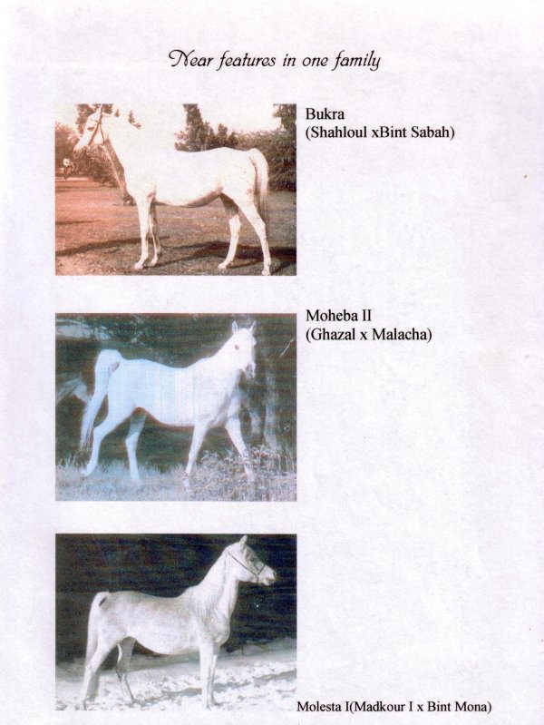 Photo: Ancestors of Bint Molesta