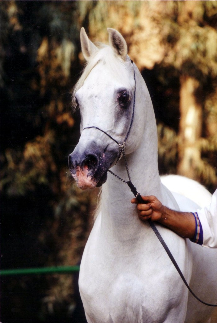 Photo: Mahfouz (2)