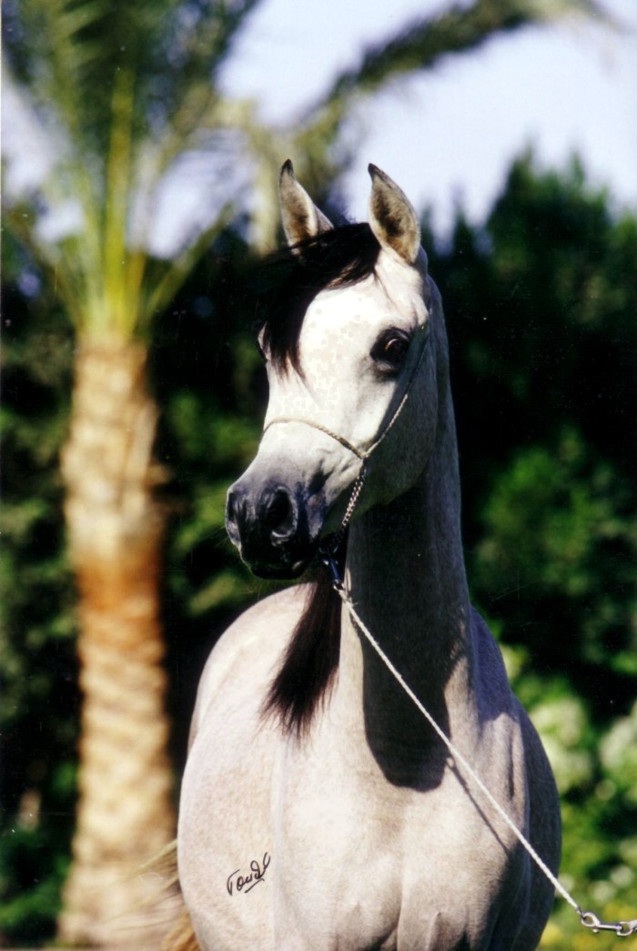 Photo: Omnia Al Hayah (2)