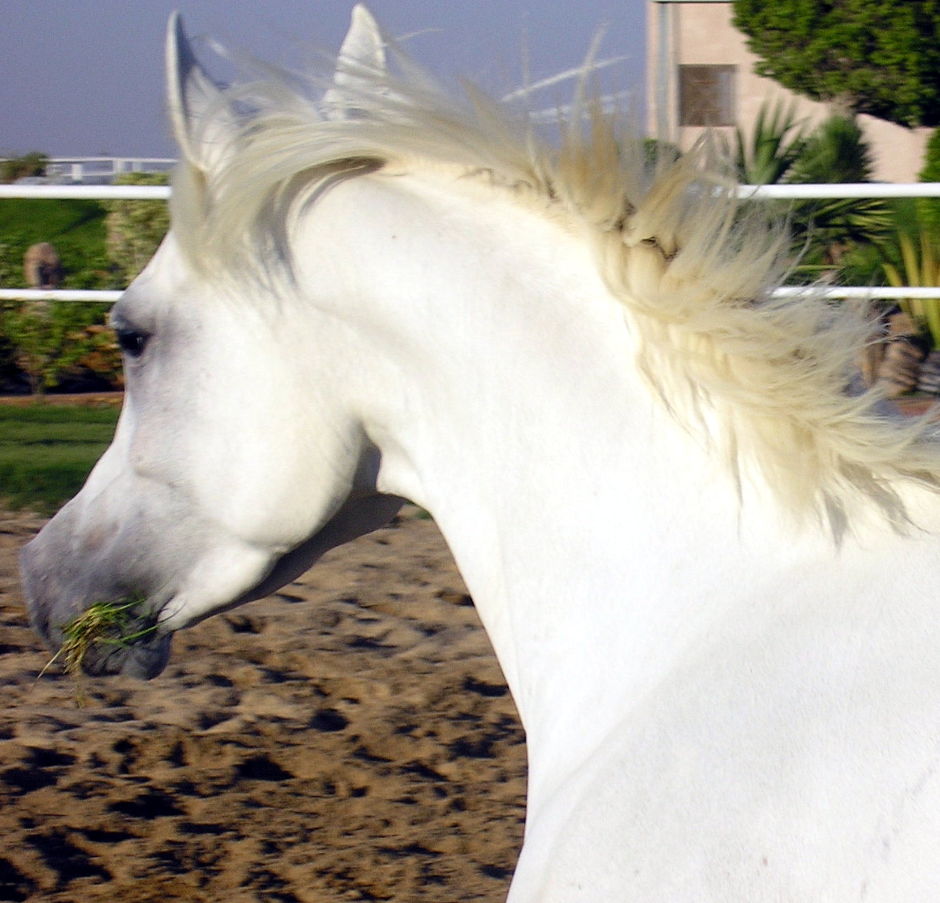 Photo: Malak Al Hayah (1)