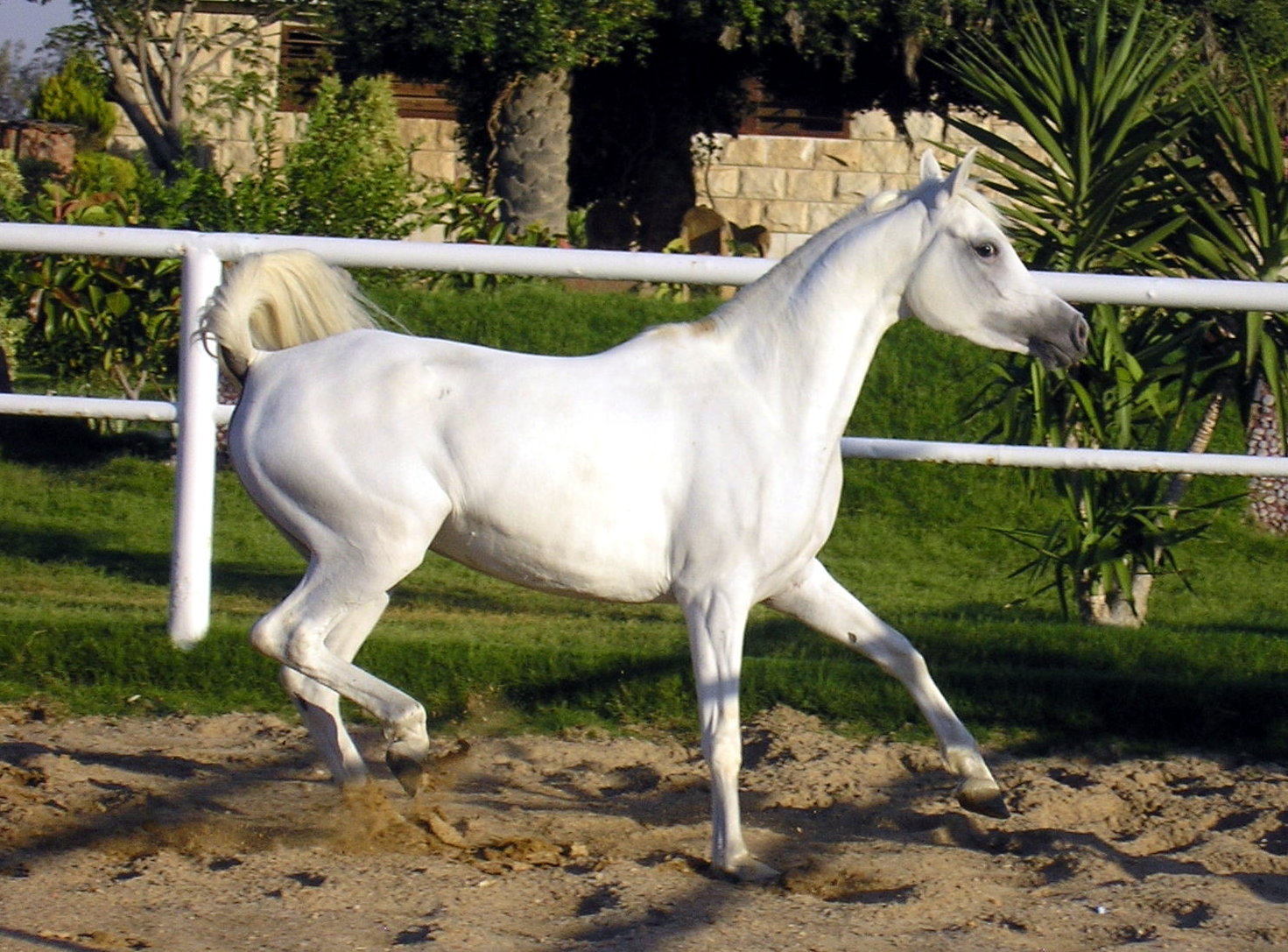Photo: Malak Al Hayah (2)