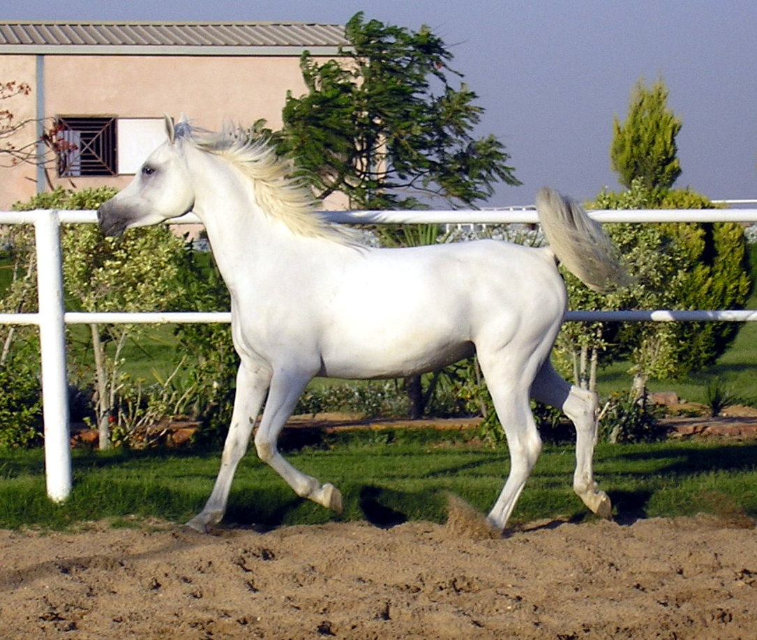 Photo: Malak Al Hayah (3)
