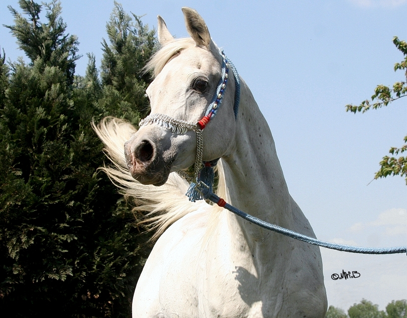 Photo: Scharif El Bataa (1)