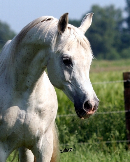 Photo: Scharif El Bataa (5)