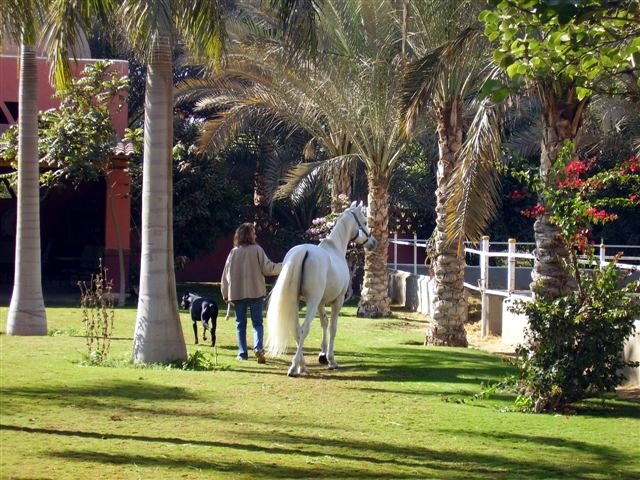Photo: Scharif El Bataa (6)